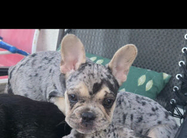 3 French Bulldog puppies left