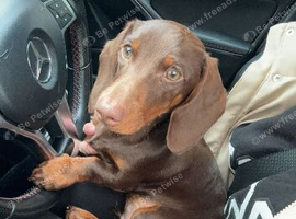 KC Registered Miniature Dachsund