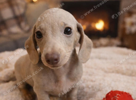 Miniature dachshund
