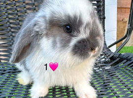 Pure French lops