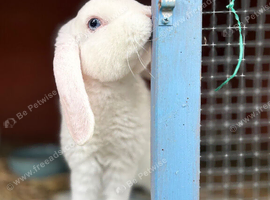 Gorgeous Mini Lush Lops