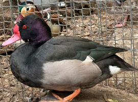 Rosy billed pochard duck