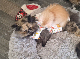 Last GCCF registered persian kitten