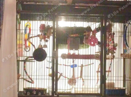 3 stacked parrot cages on wheels Breeding bird cages used