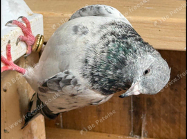 Pigeons lost