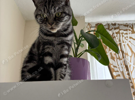 British shorthair