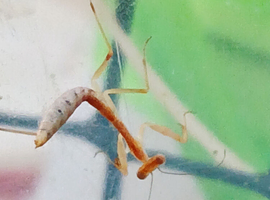 Timor shield mantis