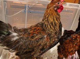 2 male chicks