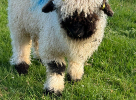 Adorable Valais Blacknose Wethers