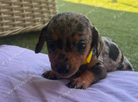 6 dapple and Black and Tan mini dachshunds