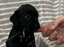 4 stunning Black Patterdale pups