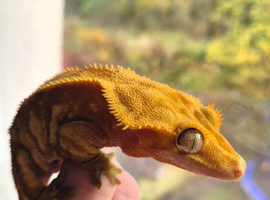 Adult female crested gecko with tank