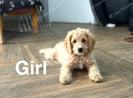 Gorgeous puppies ready for family homes
