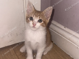 kittens!!