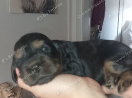 Cocker spaniel puppy's