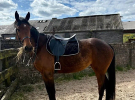 16.3 thoroughbred mare for sale