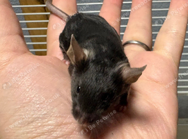 Really friendly male black fancy mouse with full set up