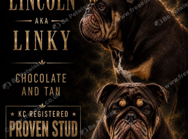English bulldog stud linky