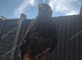 Male Harris hawk