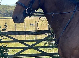 Poppy 3 yr old smart filly 16hh