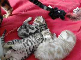 Pure bred Bengal kittens