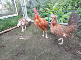 Trio of large game