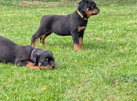 Beautiful Rottweiler pups