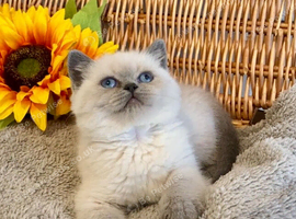 BEAUTIFUL PURE BRED TEDDY BEARS (READY NOW)