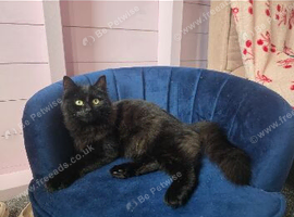 Mainecoon x kittens