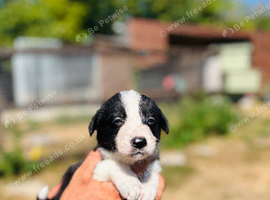 Beautiful border collie puppies