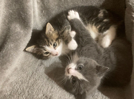Ready now! Beautiful part pedigree kittens
