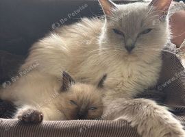 2 male rag doll kittens
