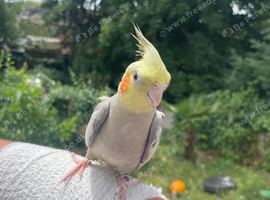Beautiful hand tamed cocketeil