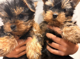 YORKSHIRE TERRIER