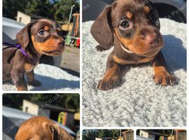 PRA CLEAR MINIATURE DACHSHUND GIRLS