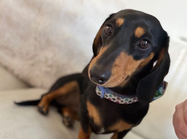 Female miniature dachshund