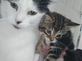 2 kittens looking for there forever home