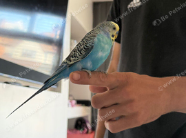 2 hand tame budgies