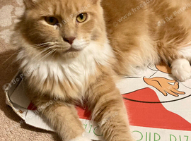 Maine coon