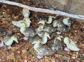 Muscovy ducklings