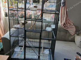 Ten finches and cage for sale