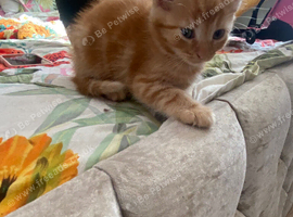 Tabby and ginger Kittens
