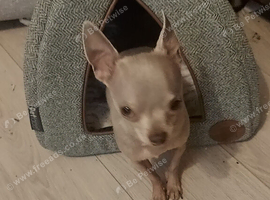 t -cup chihuahua