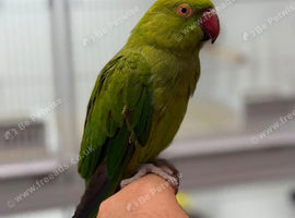Green ringneck parrots