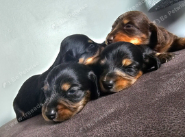 4 miniature long hair dachshund puppies