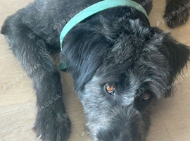 Beautiful Kayla looking for her forever home
