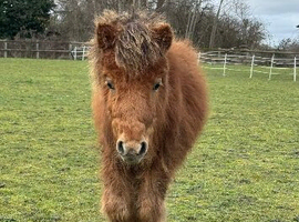 Imphs registered colt