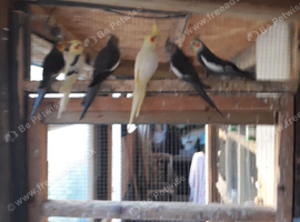 Cockatiels