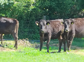 Waygu cattle