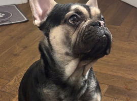 Very cute and friendly dog looking for a new home.